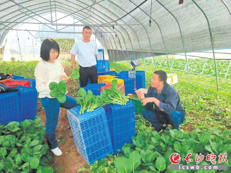 浏阳鑫联种植专业合作社里，专家团队成员正在进行现场指导。长沙晚报通讯员 杨福强 供图
