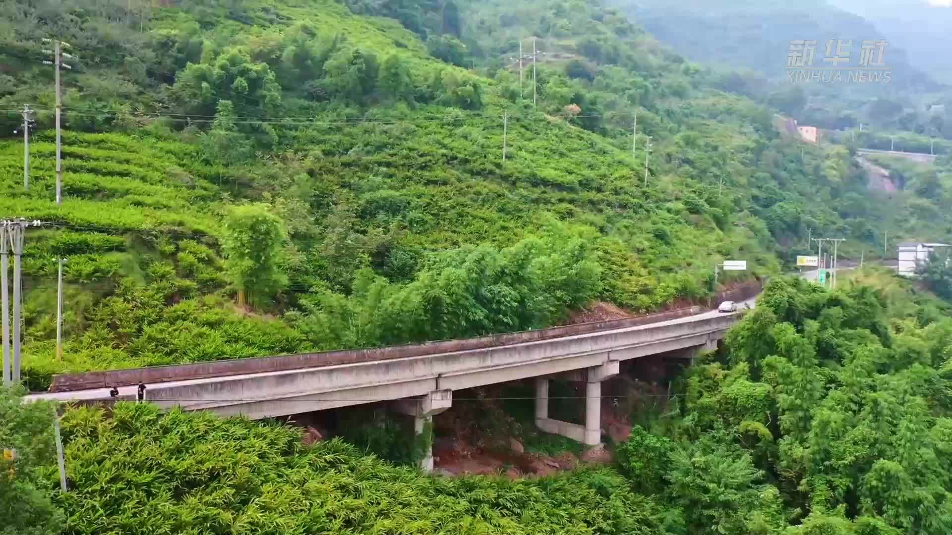 云南绥江：小砂仁盘活“边角地”