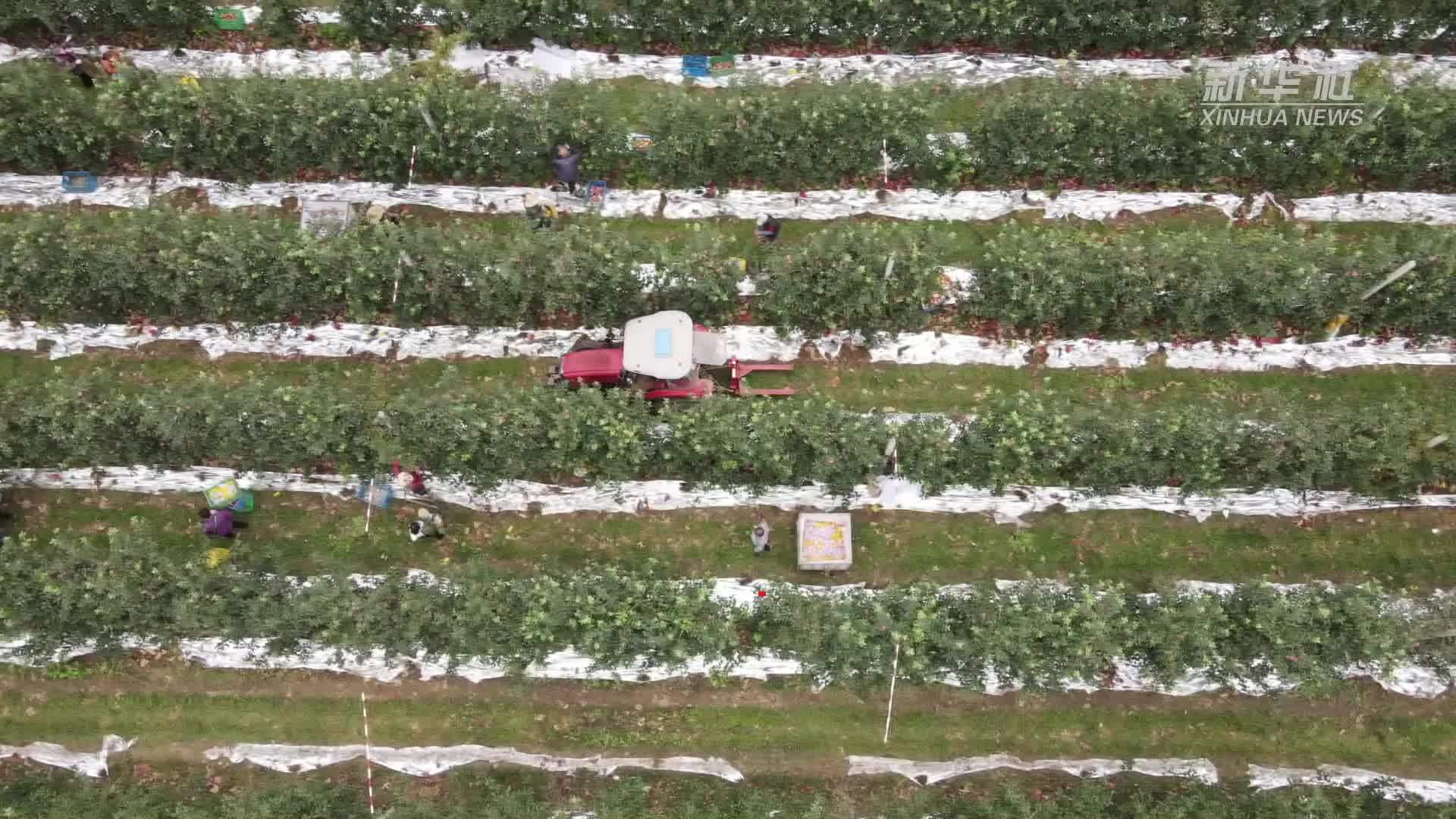 陕西千阳：矮砧苹果采摘忙 振兴路上果香飘