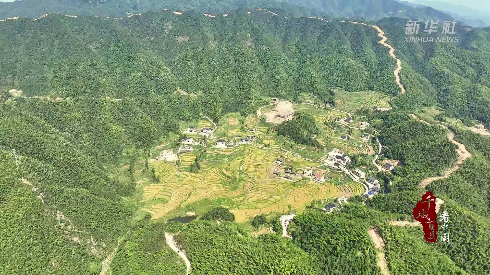 千城百县看中国｜湖南新化：稻浪翻滚秋收忙