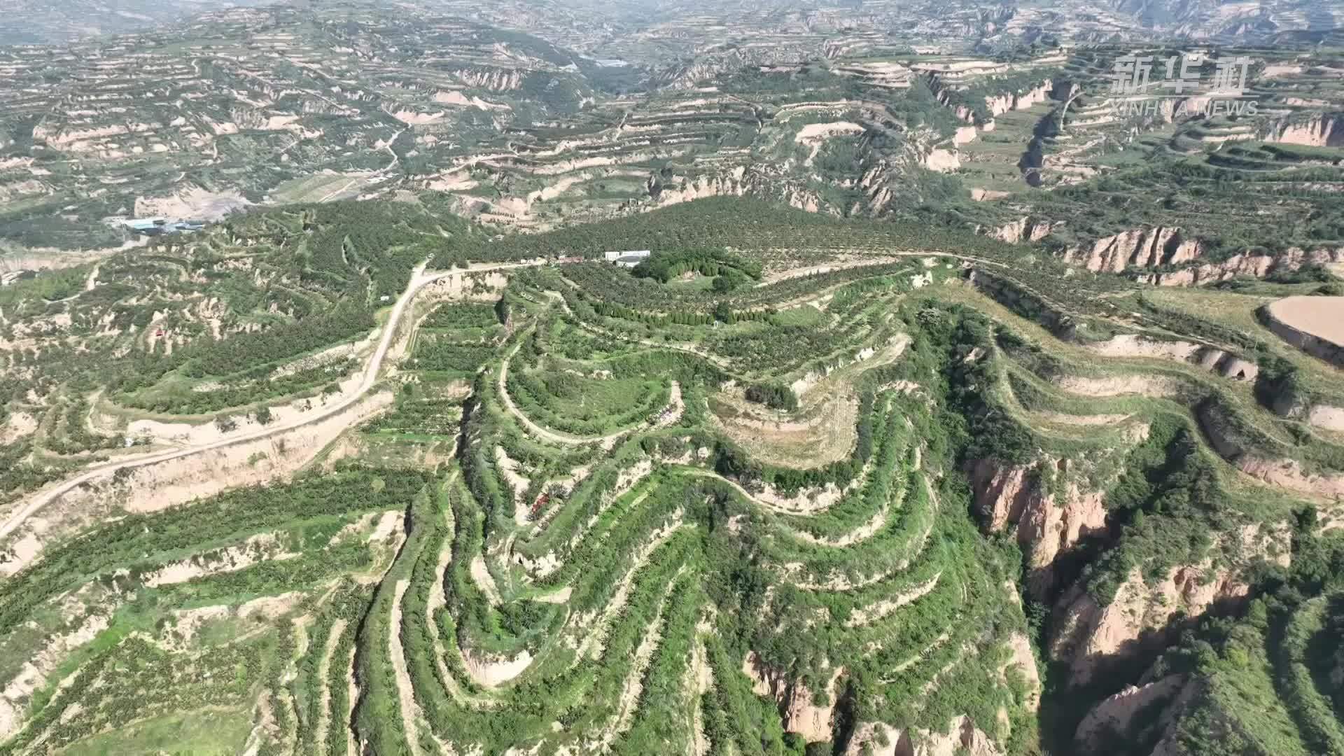 山西汾西：大山里的“小香果”
