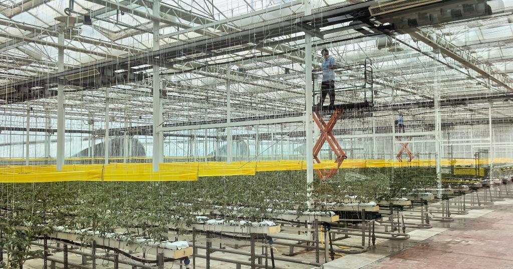 位于临沂市兰陵县的山东垦源智慧农业产业园内，工作人员正在智能设备的辅助下工作。新华社记者 叶婧 摄