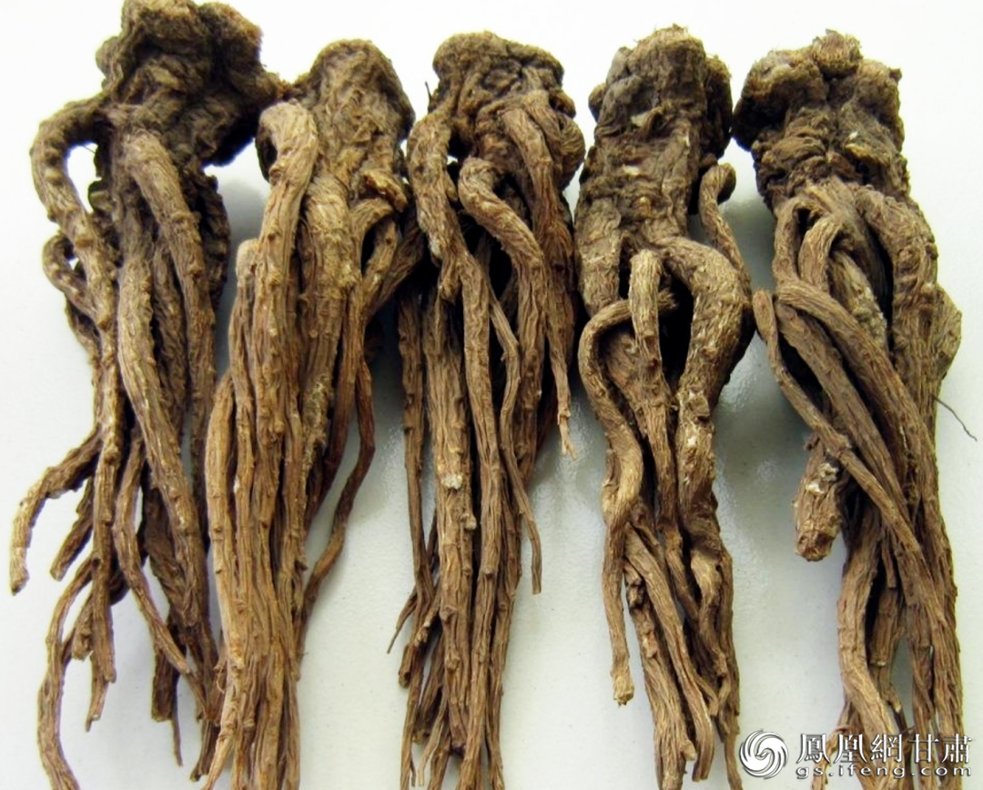 产自甘肃省定西市岷县的当归素有“中华当归甲天下，岷县当归甲中华”之美誉，具有很高的药用价值和食用价值。图源自定西市文体广电和旅游局官方公众号