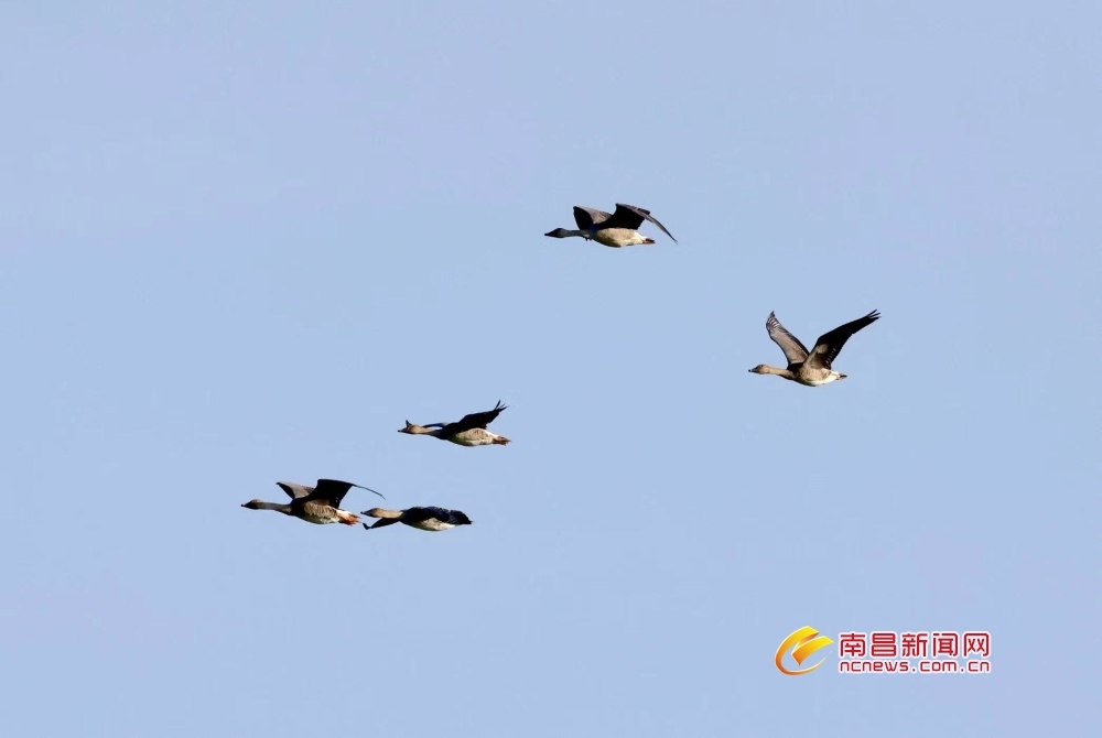 今年首批越冬候鸟抵达鄱阳湖 比去年早了2天（图）凤凰网江西_凤凰网