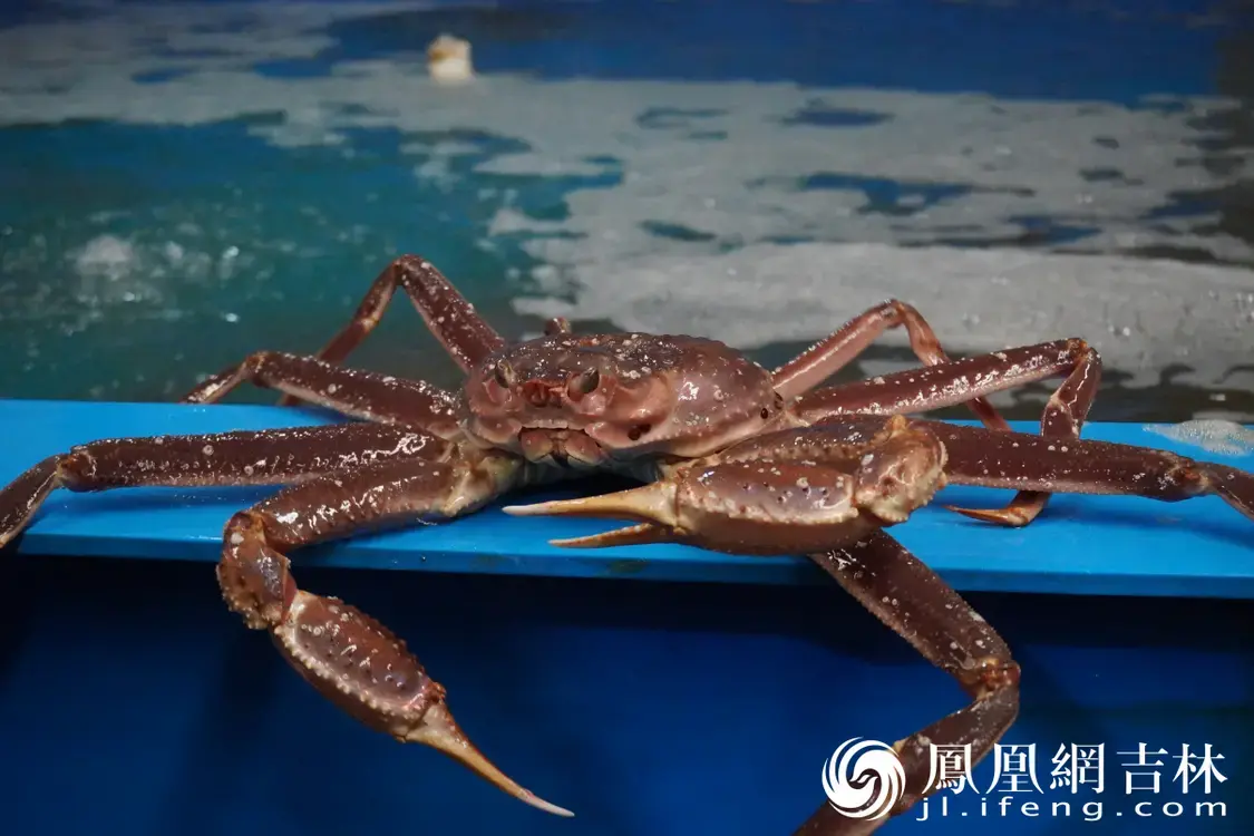 珲春海产店待售的帝王蟹。