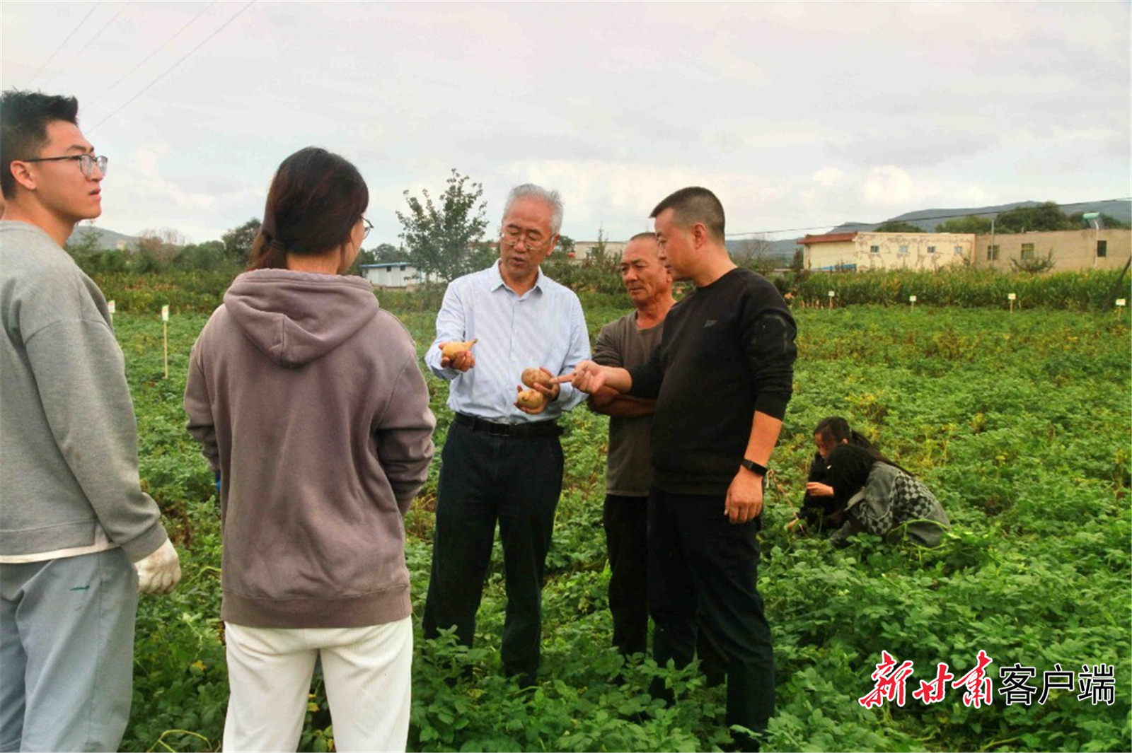 柴守玺查看旱地秸秆带状覆盖还田在马铃薯种植应用