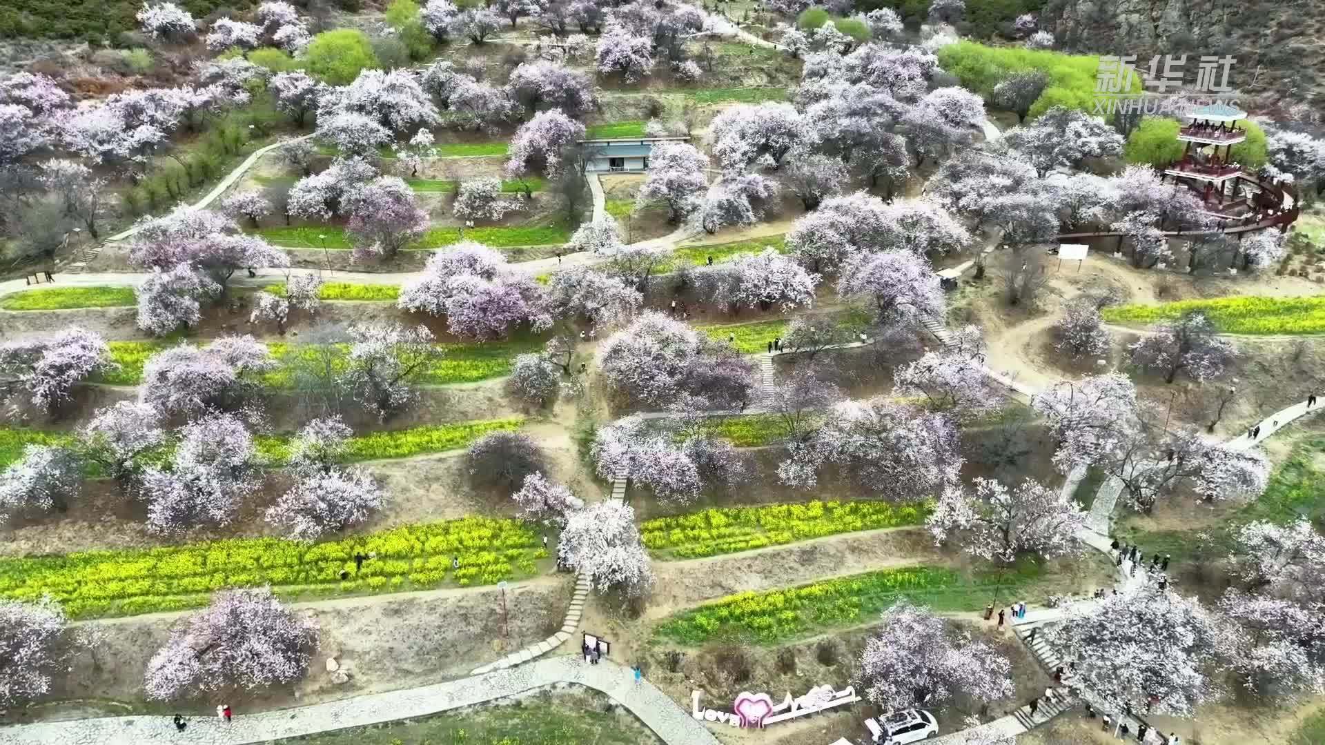 西藏嘎拉村：“团结花”铺就幸福路