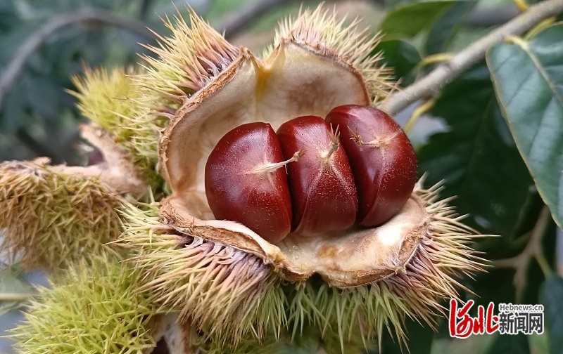 王广鹏及其科研团队培育的板栗新品种——“燕山硕丰”。