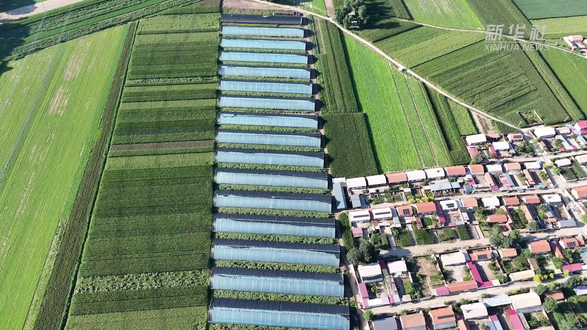 千城胜景｜赤峰市喀喇沁旗：金秋灵芝迎丰收