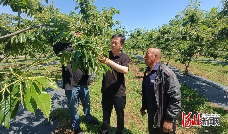 王广鹏在田间指导种植户进行栗树花果管理。（资料图片）