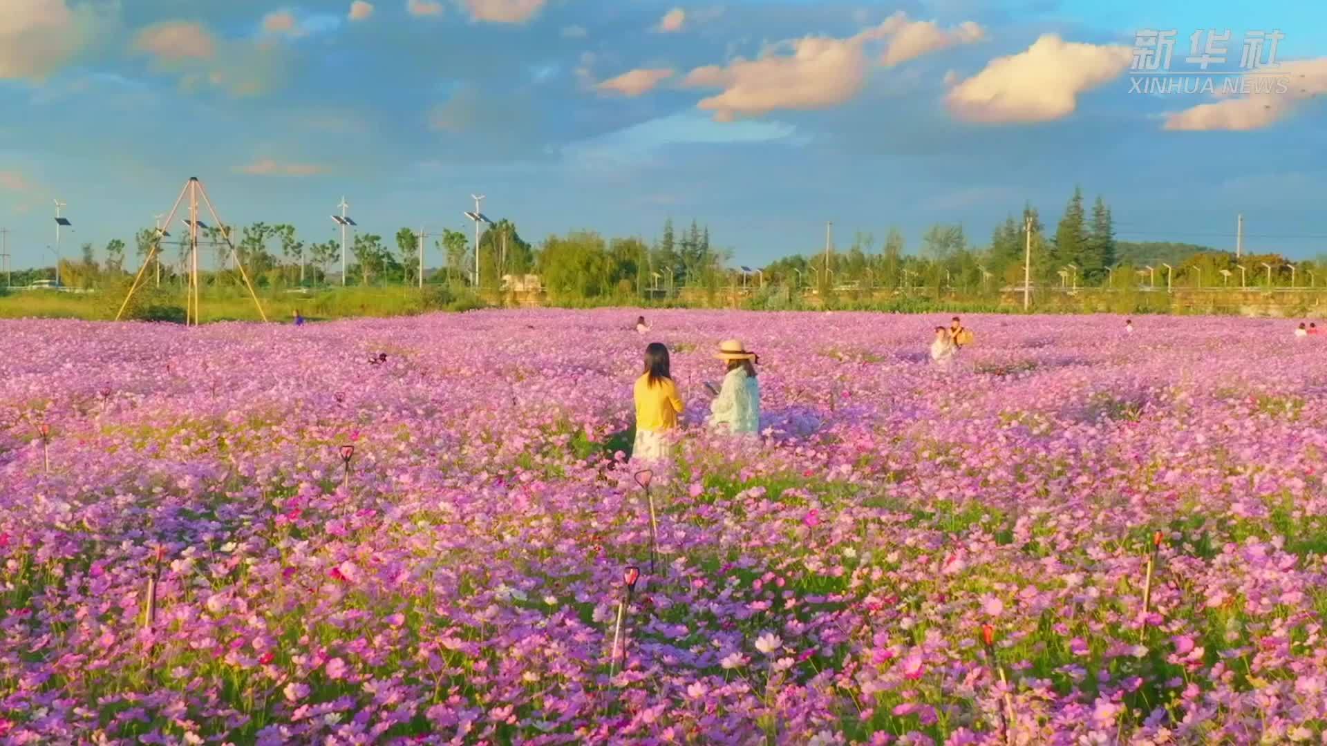 昆明花海景点图片图片