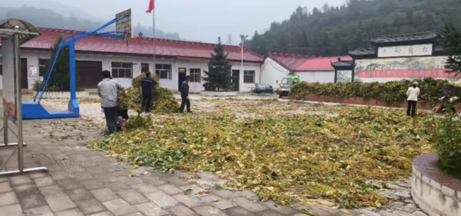 华亭金豆豆“出土”喽　秋日一片好“丰”景