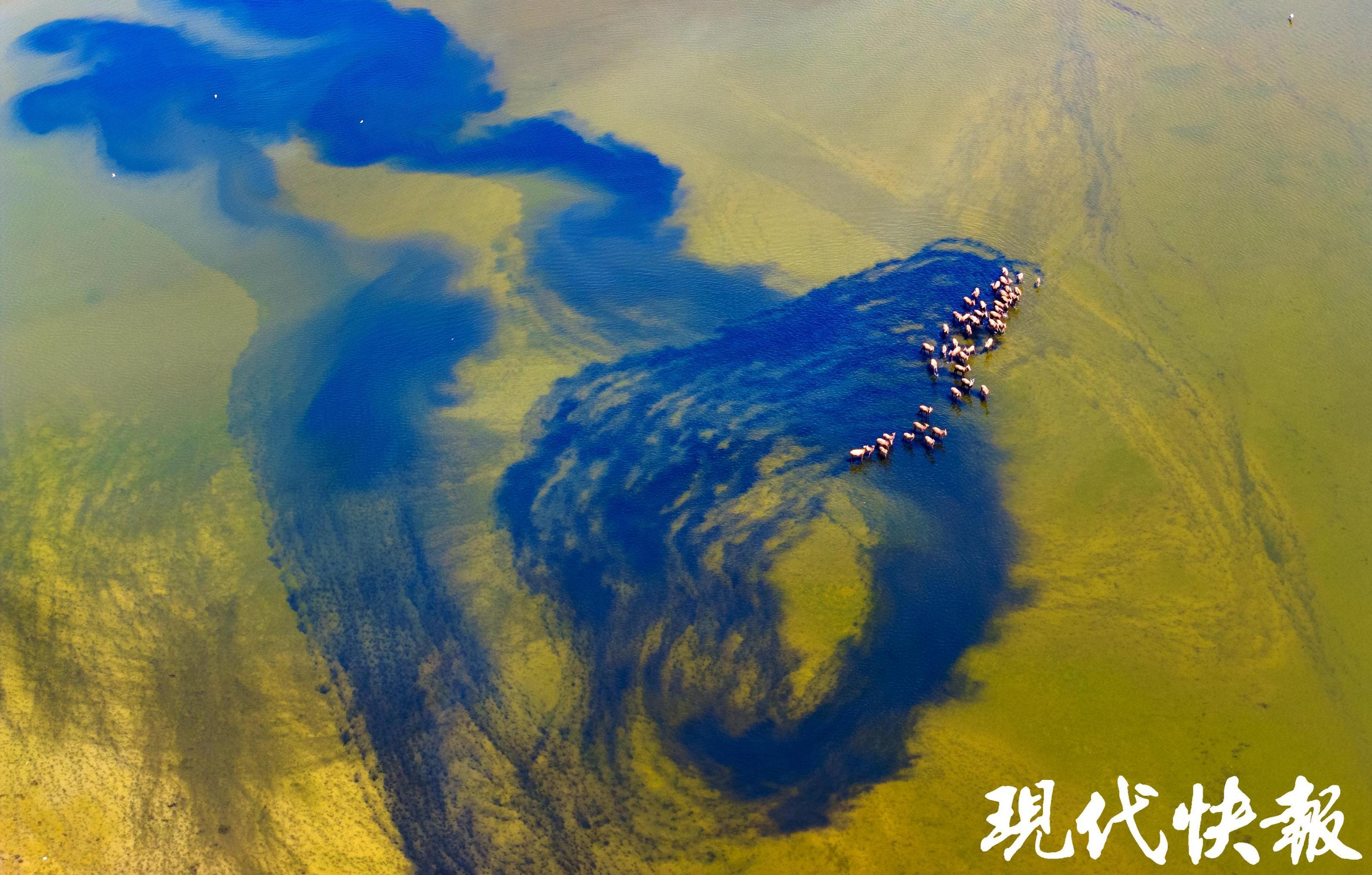 条子泥湿地 孙家录 摄