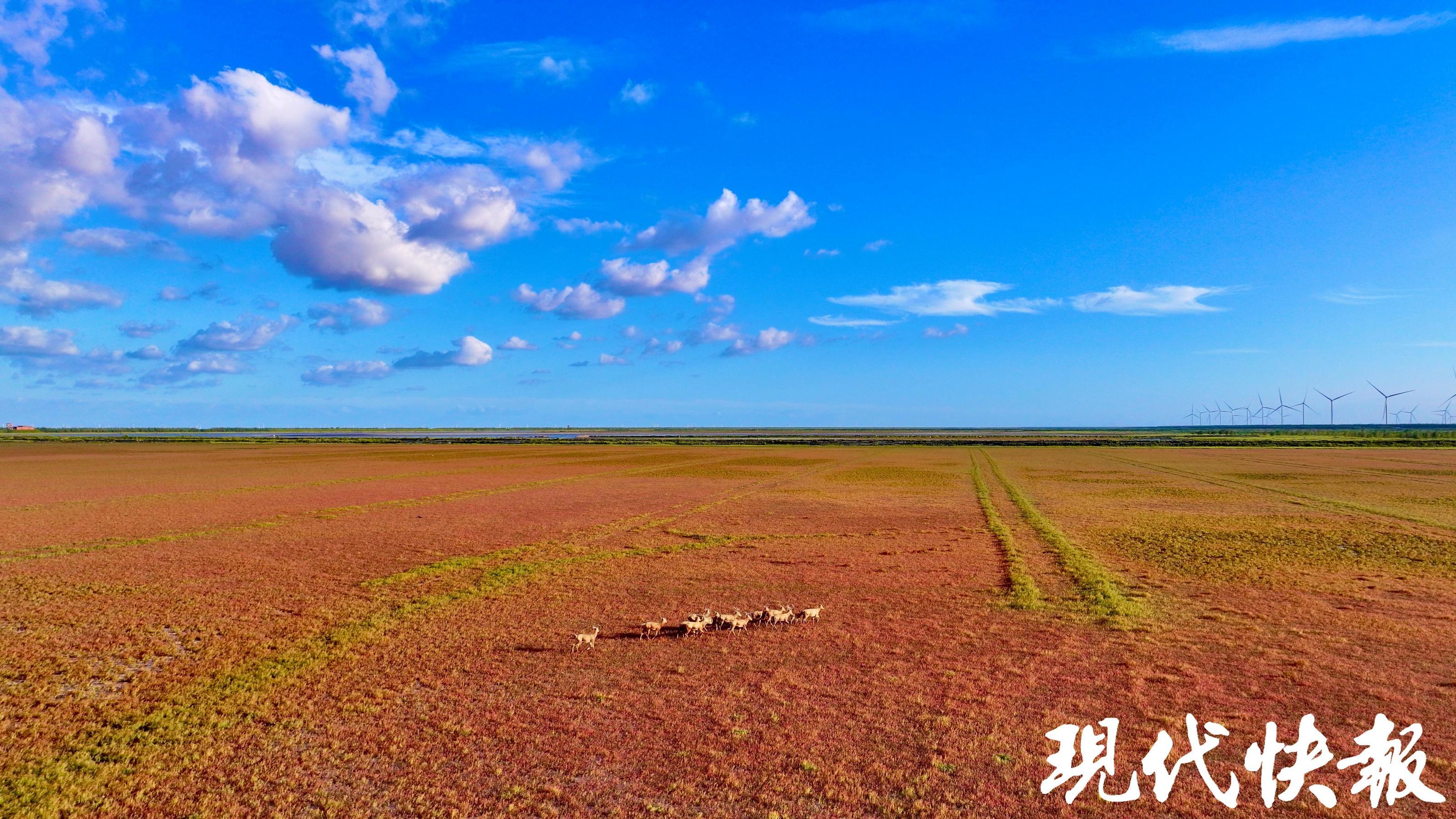 条子泥湿地 李东明 摄