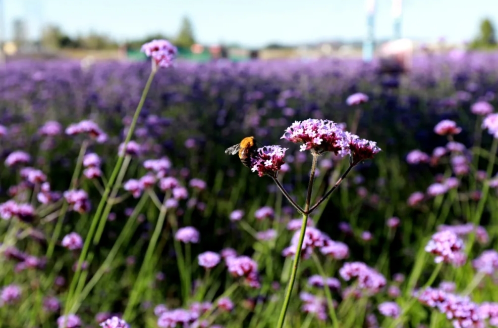 醉美辽源：花开富贵漫山遍野
