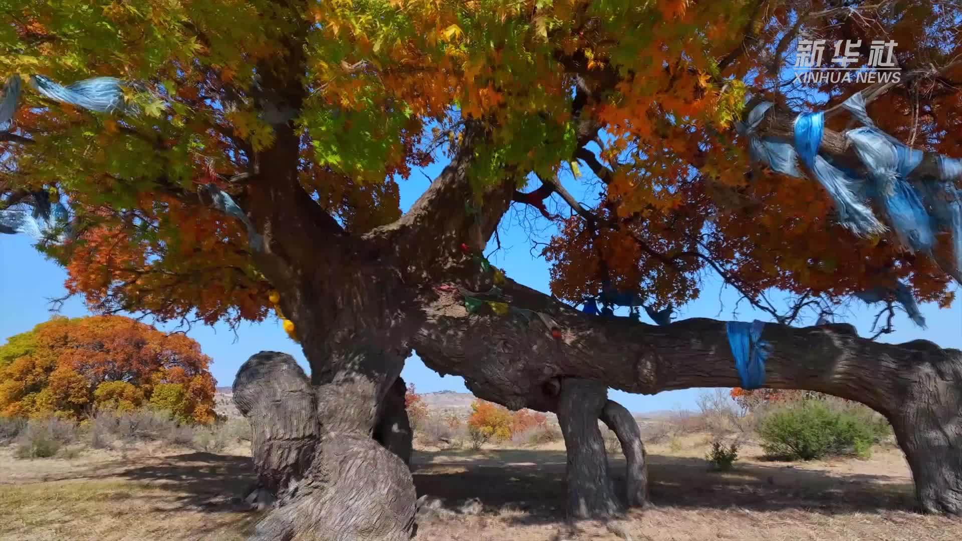 千城胜景｜内蒙古松树山自然保护区：秋意浓 枫叶红