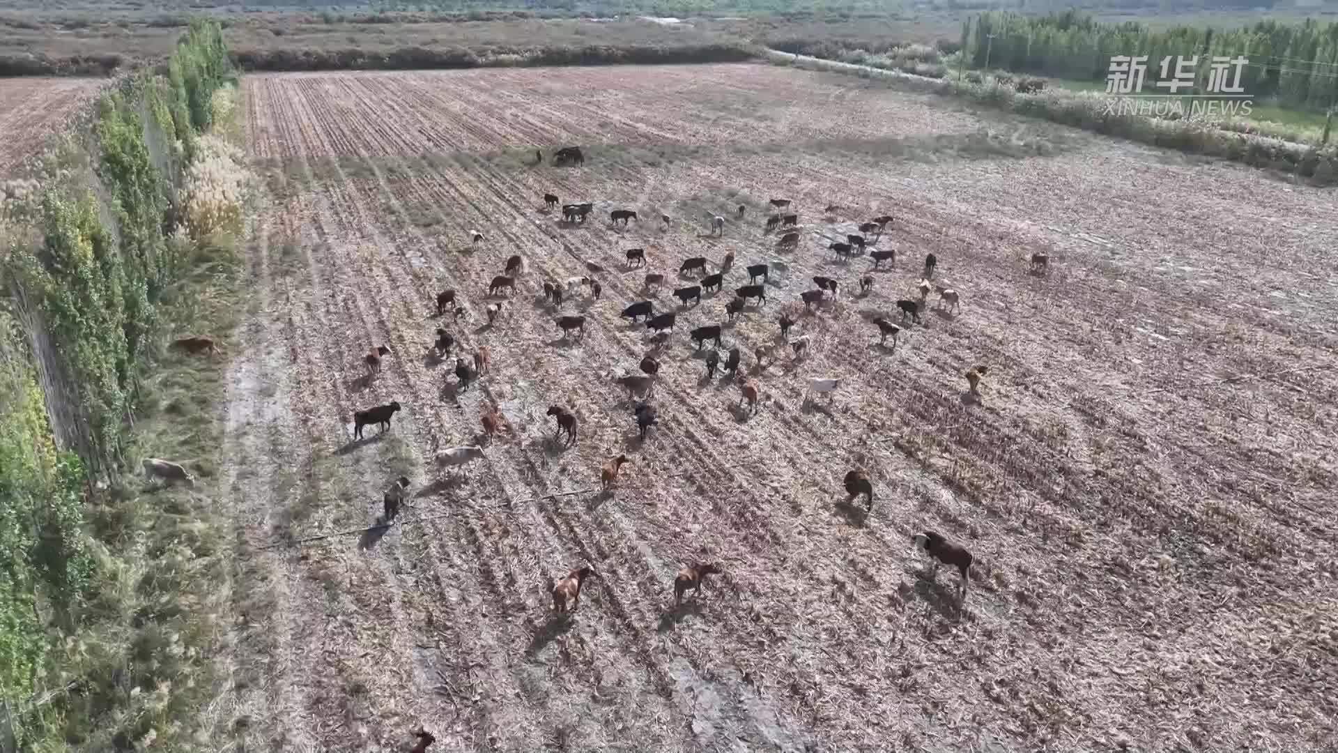 新疆巴州：百万牲畜秸秆地“加餐”