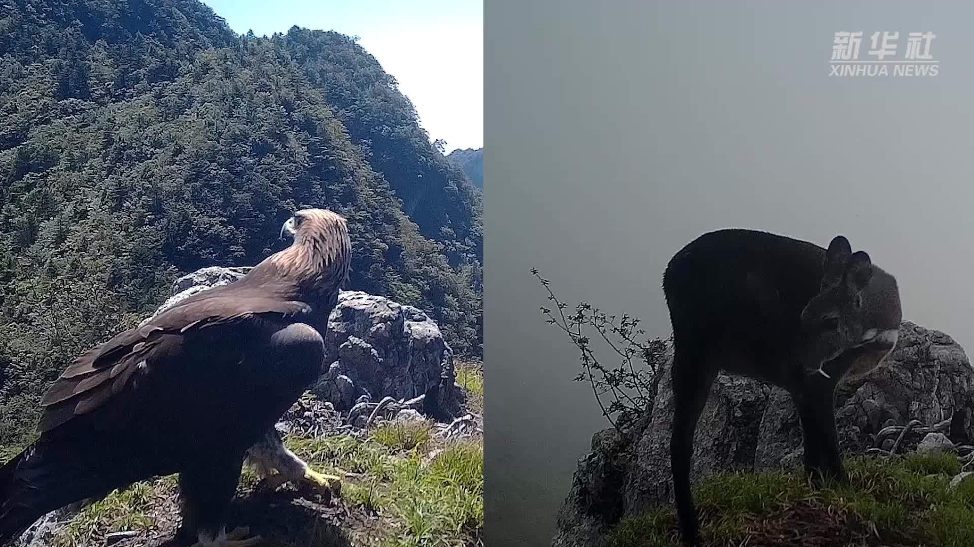 重庆五里坡：金雕林麝同地现身
