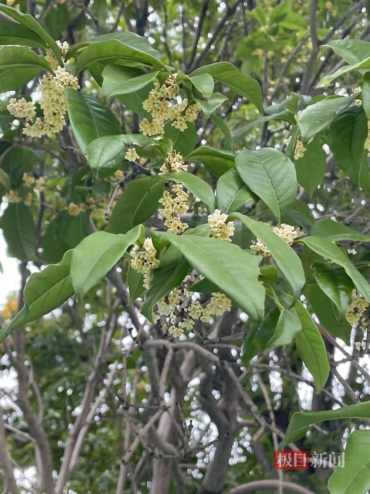 汉口江滩，桂花初开