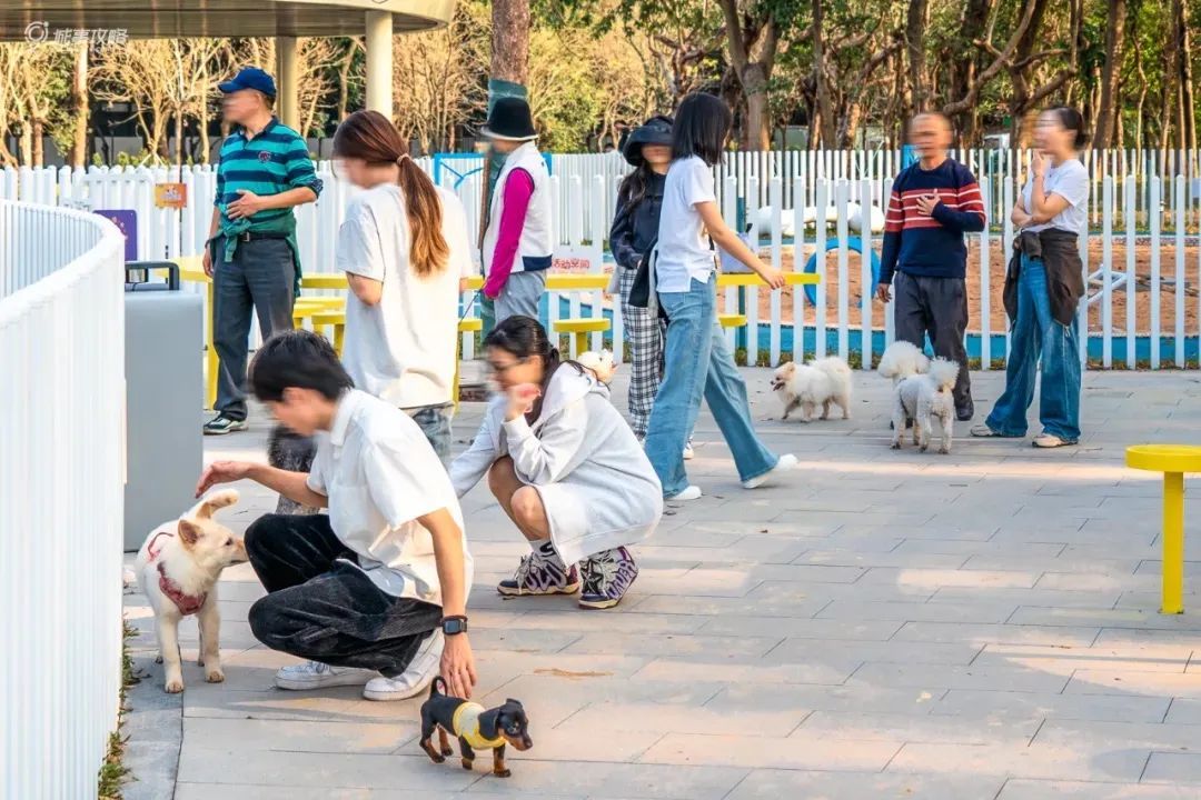 ▲宝安的云曦萌宠绿地小游园是深圳最大的宠物公园。来源：滨海宝安