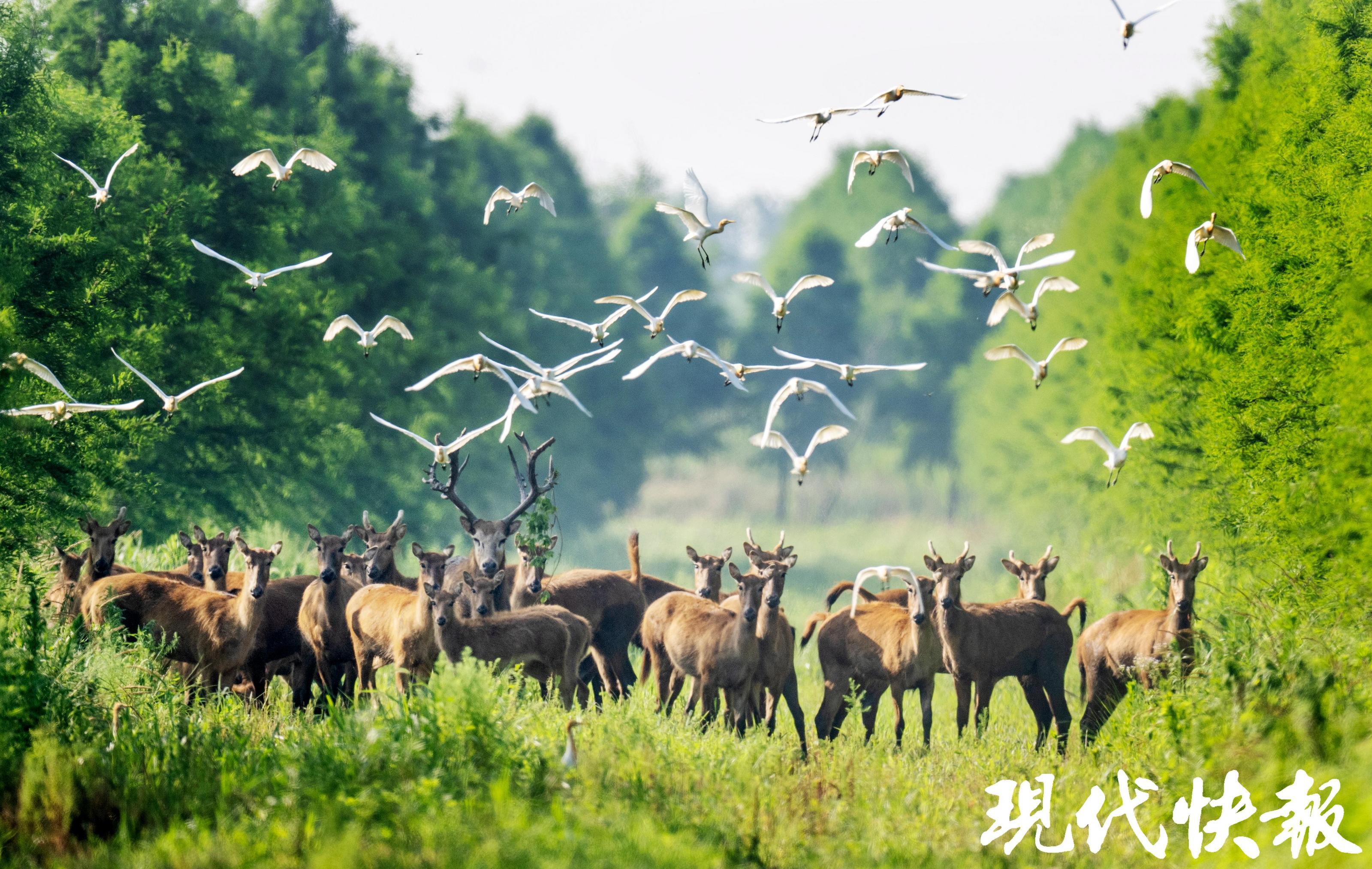 麋鹿 严正东 摄