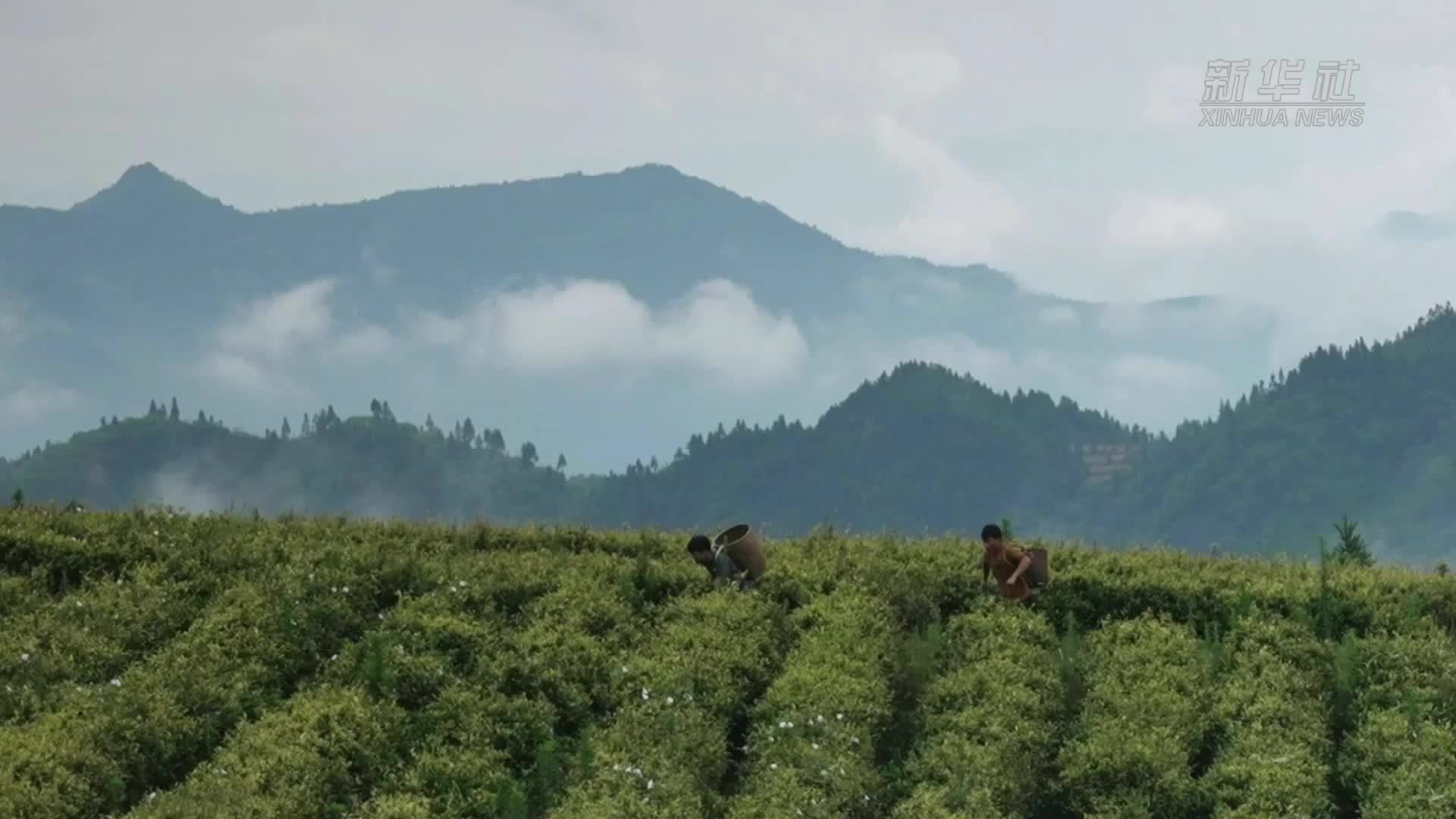 “念乡人”短视频助力乡村振兴