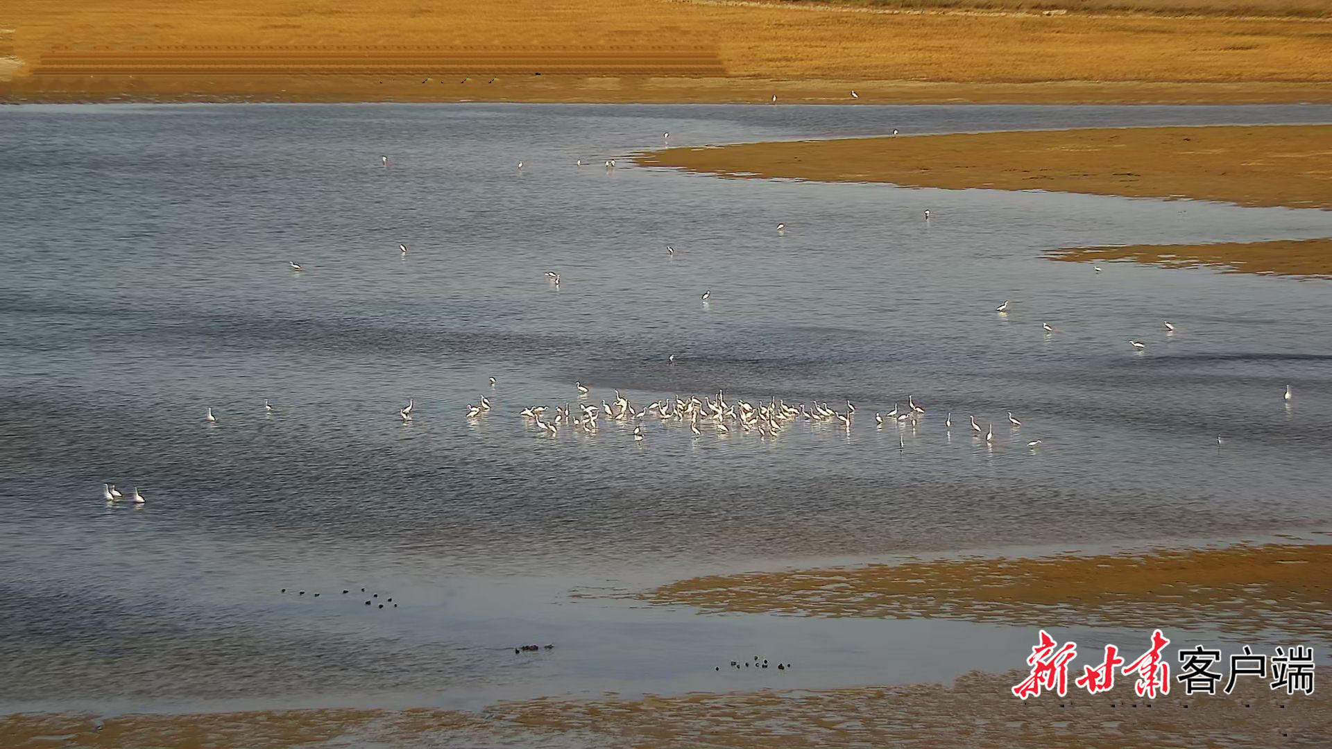 敦煌阳关湿地大白鹭单日监测记录创新高　本文图片由通讯员提供
