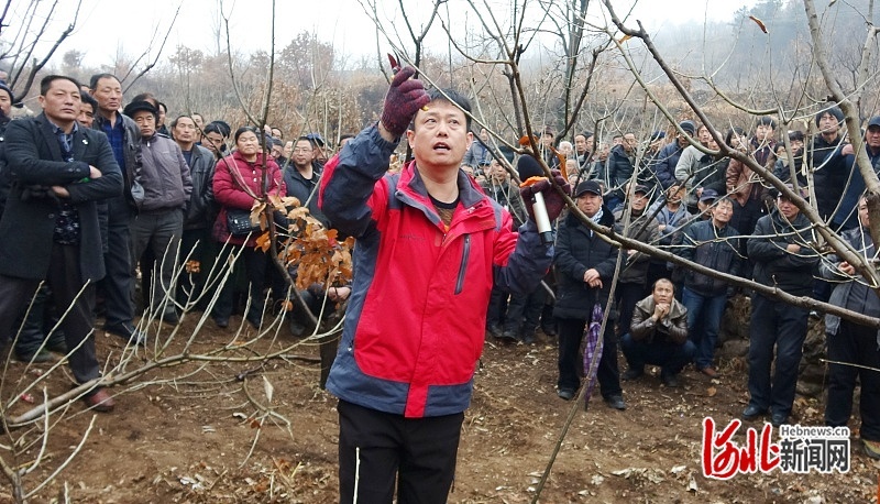 王广鹏在给板栗主产区种植户培训板栗冬剪新技术。（资料图片）