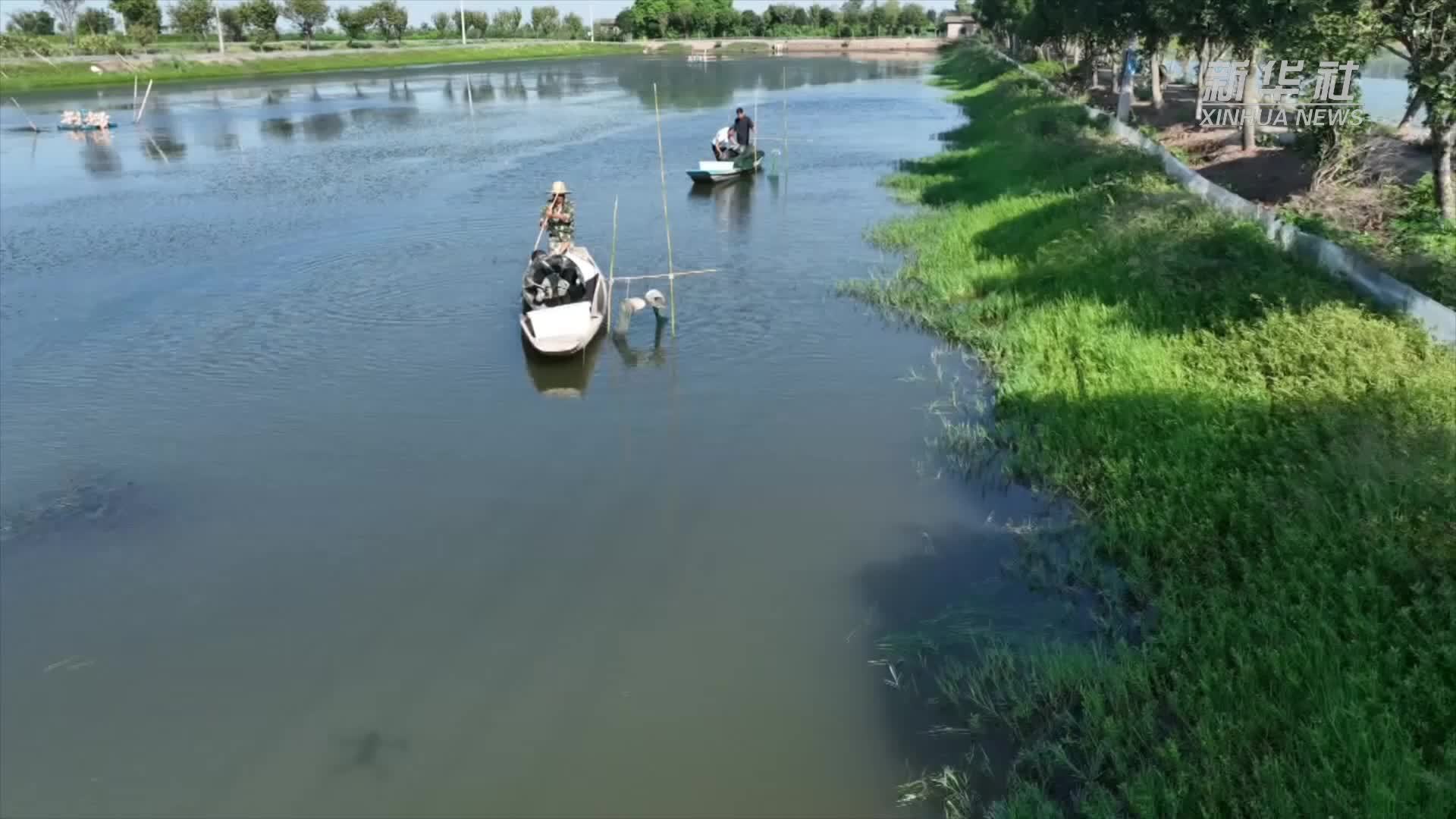 湖南：益阳大通湖大闸蟹开捕上市