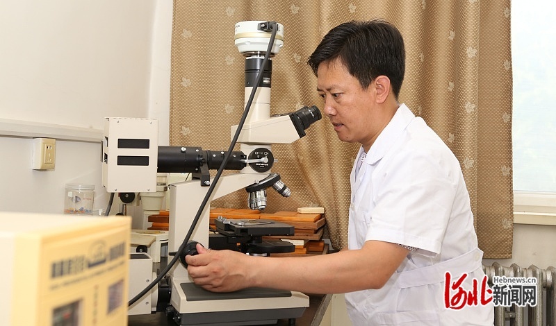 王广鹏在观测板栗叶片组织细胞结构。