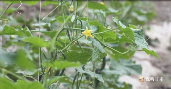 供暖就业新居建设　积石山这些民生实事办得咋样了