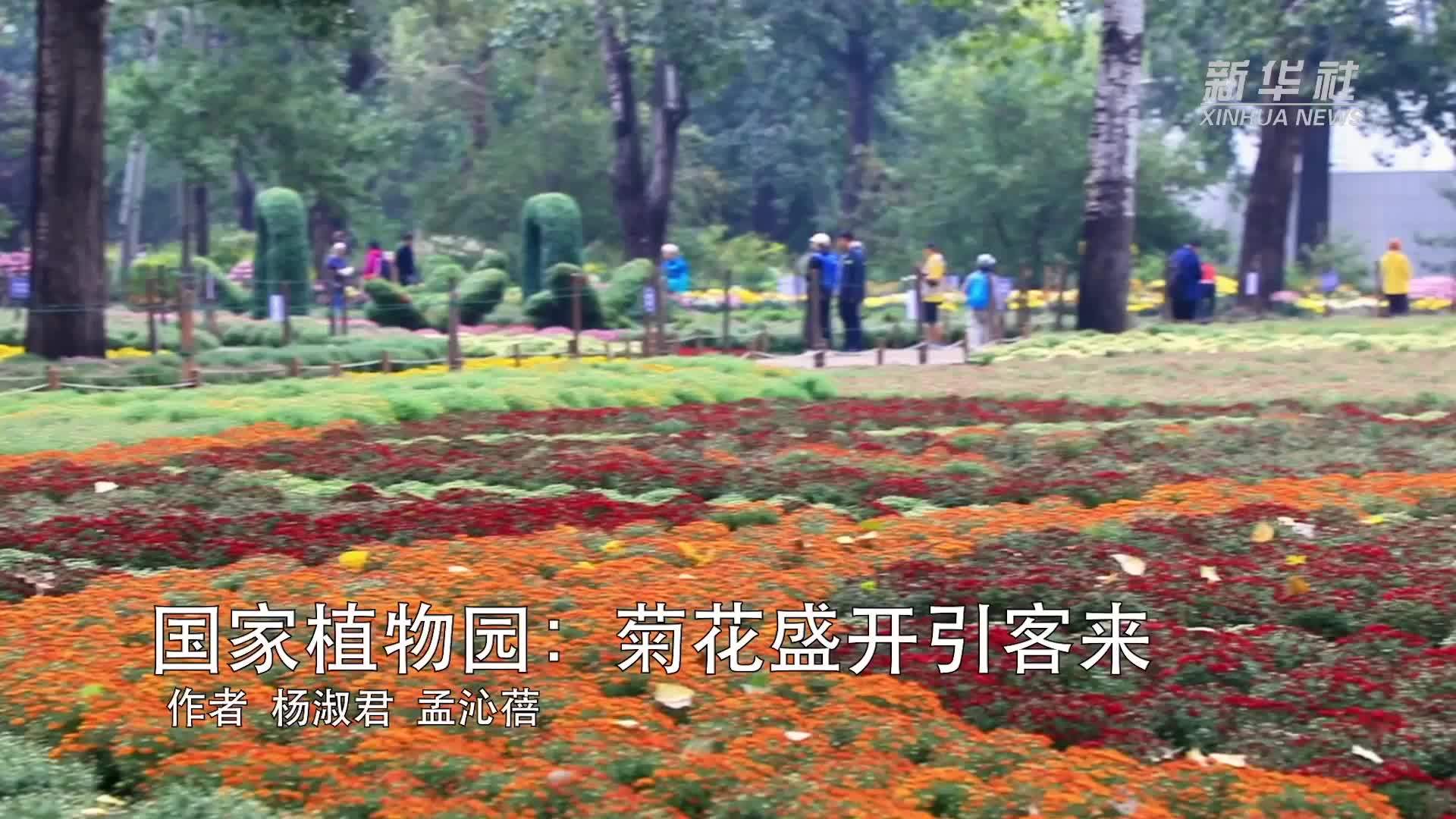 国家植物园：菊花盛开引客来