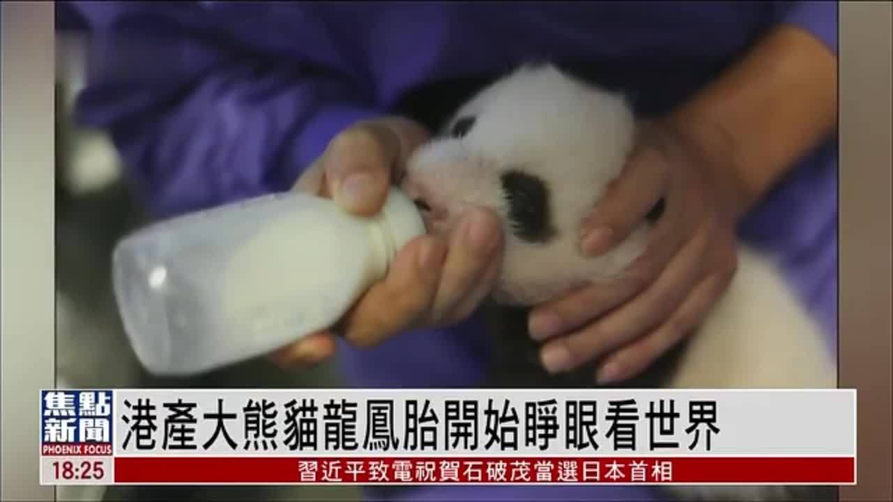 港产大熊猫龙凤胎开始睁眼看世界