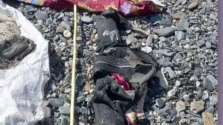 美国女子在印尼潜水时失踪，多日后一渔民在鲨腹中发现其遗骸