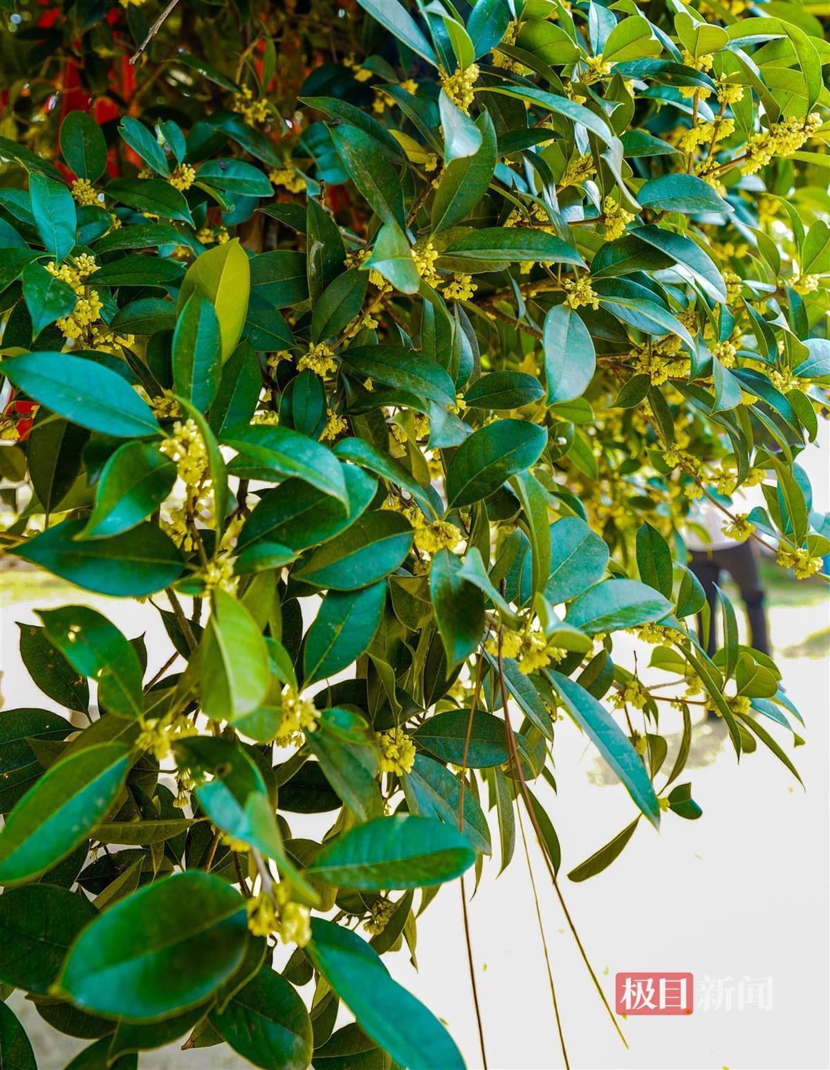 桂花王金色桂花满枝