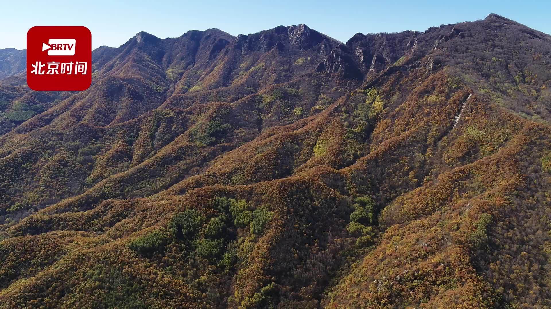 漫山彩叶美！喇叭沟原始森林公园斑斓如画