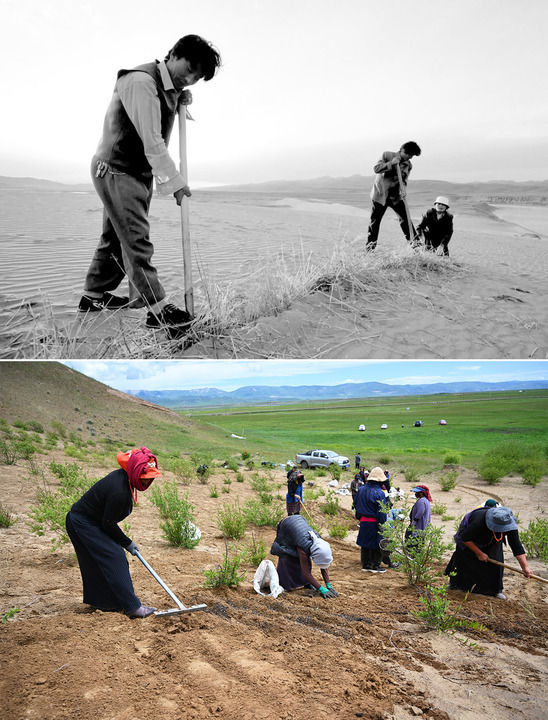 拼版照片:上图为2002年参与防治沙漠化的工作人员在甘肃省甘南藏族自治州玛曲县黄河沿岸一处沙化草场上压沙(新华社记者 韩传号 摄);下图为2023年7月6日,牧民在甘南藏族自治州玛曲县黄河沿岸一处沙化草原治理点进行草籽补种工作(新华社记者 张可任 摄)。新华社发