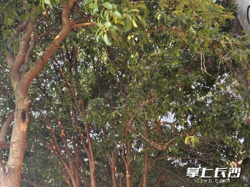 桂花树上，一串串浅黄的小花高挂枝头，随风摇曳，长沙晚报全媒体记者 何乐 摄