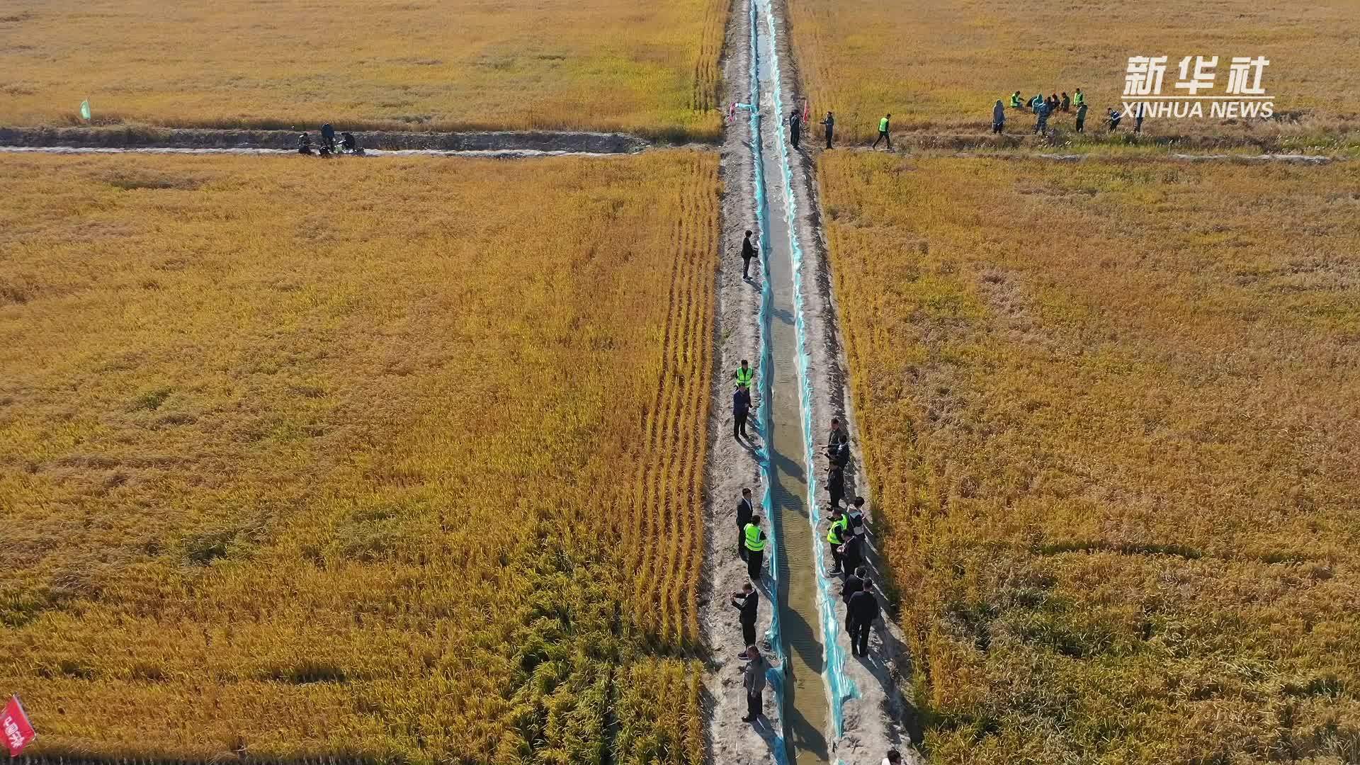 农技再上新 复合微生物技术助力盐碱地改良