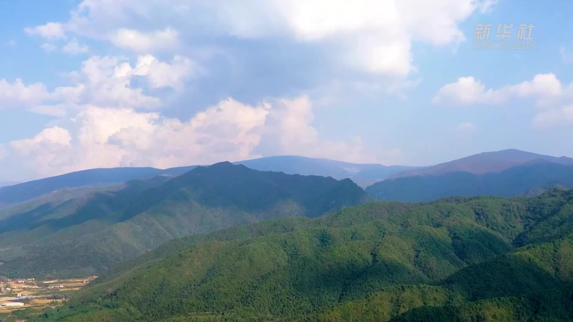 中国经济样本观察·县域样本篇丨解码陕西“猕猴桃之乡”的产业转型升级路