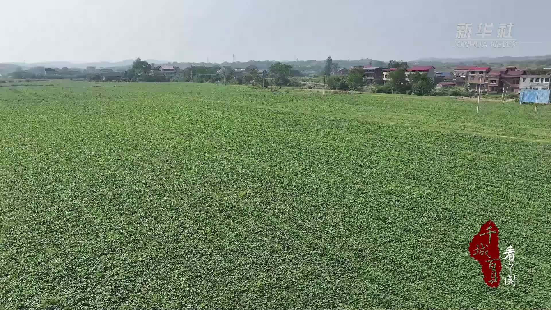 千城百县看中国｜湖南冷水滩：万亩甘薯喜丰收