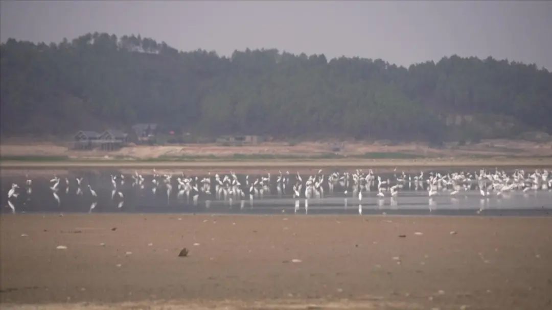 首批“嘉宾”！2万余只越冬候鸟抵达鄱阳湖湿地凤凰网江西_凤凰网