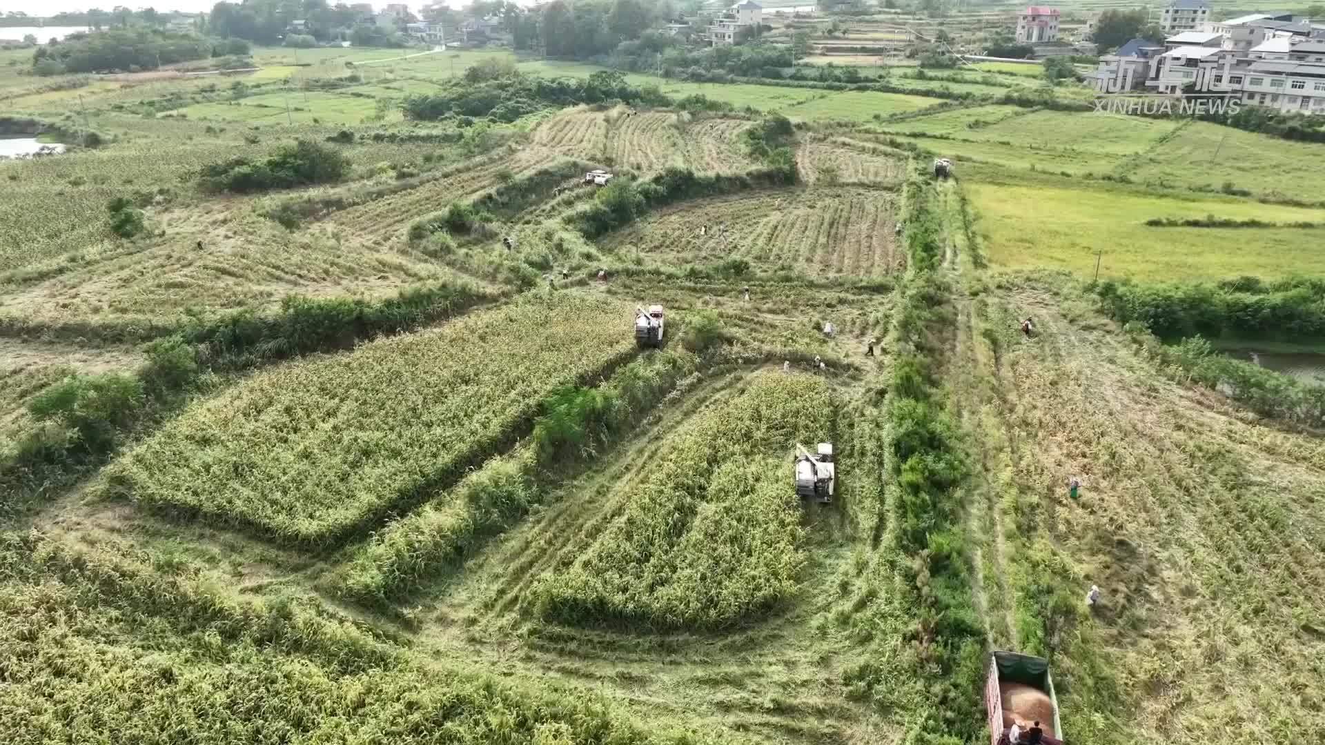 江西湖口：高粱熟来红满天 机械助力忙秋收