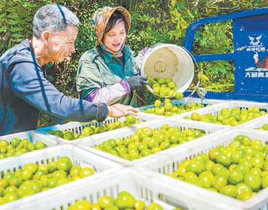 南豐蜜橘搶“鮮”上市