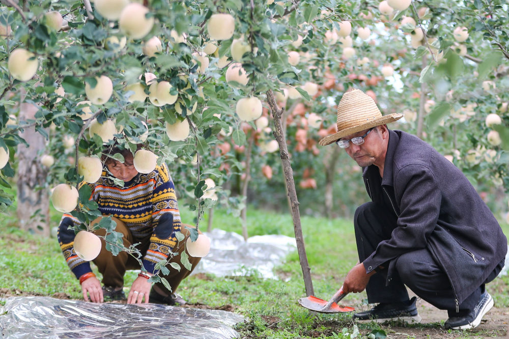 礼县永兴镇龙槐村61岁的果农张加成（右）和妻子在苹果树下铺设反光膜　新华社记者　郎兵兵　摄