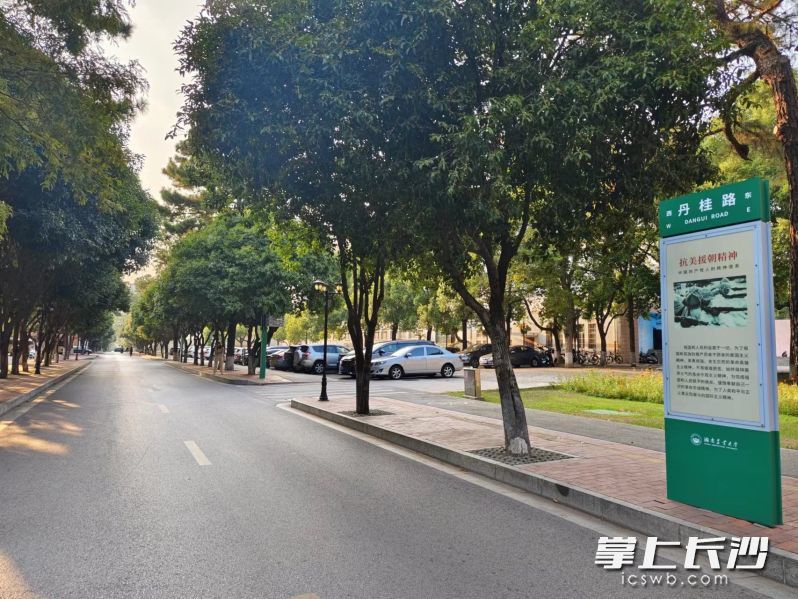 湖南农业大学的丹桂路有“桂花大道”之称，长达200米，两边都是桂花树。长沙晚报全媒体记者 何乐 摄