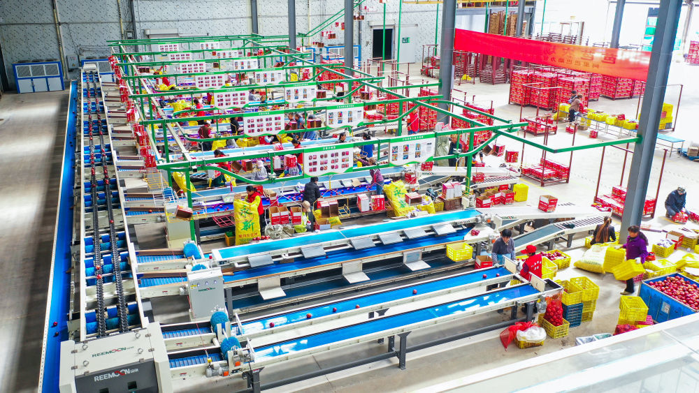 在礼县苹果产业发展集团有限责任公司拍摄的数字化智能苹果分选车间景象（无人机照片）新华社记者　郎兵兵　摄