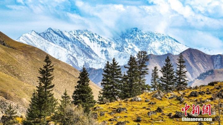 近日，甘肃省张掖市，祁连山国家公园肃南裕固族自治县段，山顶白雪皑皑，山间云雾缭绕，草甸、阔叶林和灌木由绿染黄、变红，形成色彩斑斓的深秋景色。图/视觉中国