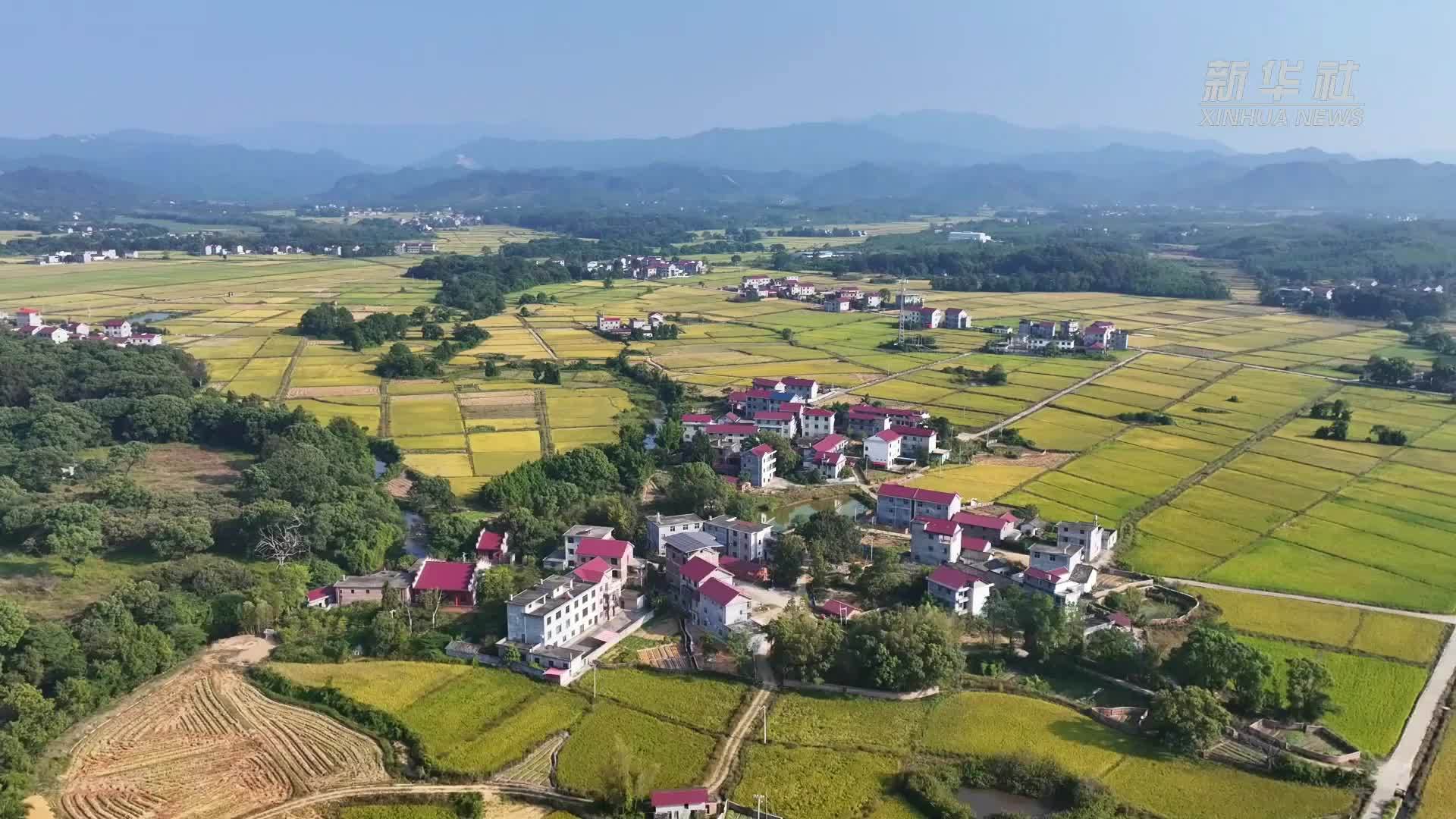 江西万安：金秋十月好“丰”景