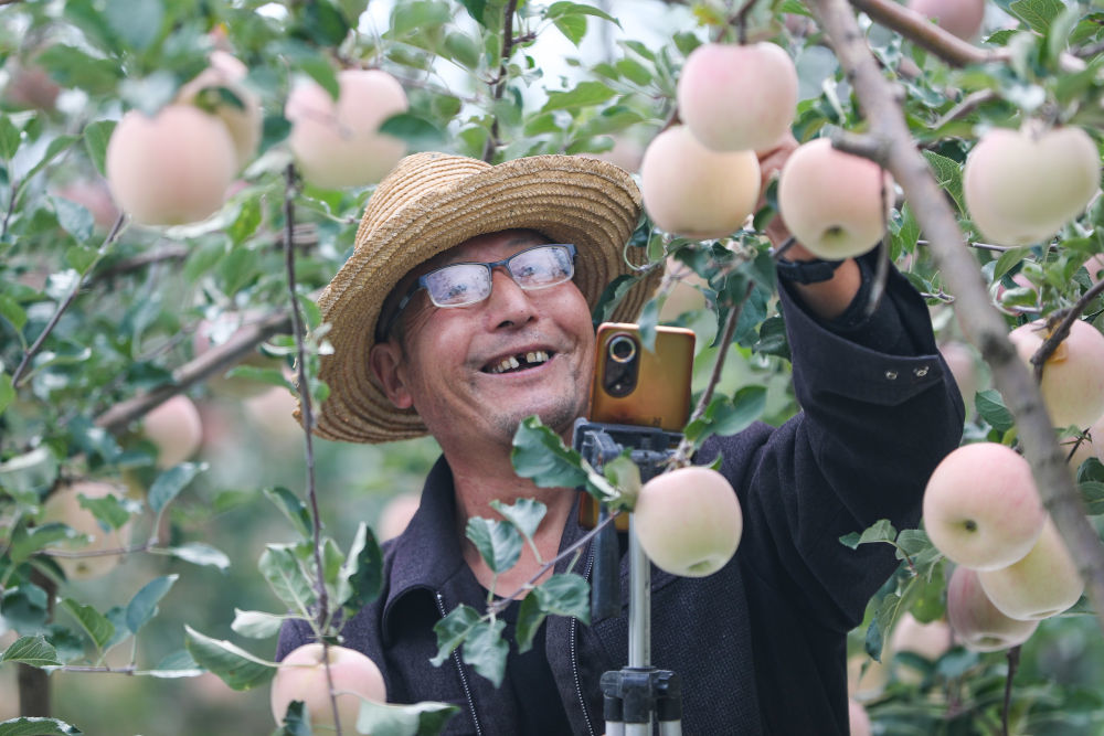 在礼县永兴镇龙槐村，61岁的果农张加成在自家苹果园直播带货。新华社记者　郎兵兵　摄